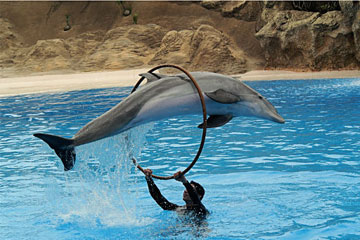 Dolphin Show